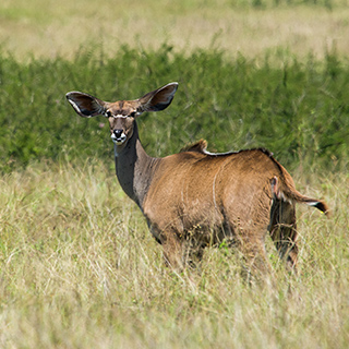 Nechisar - Kudu